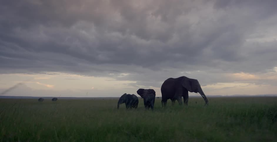 Herd of elephants grazing on grass pasture under dark cloudy sky