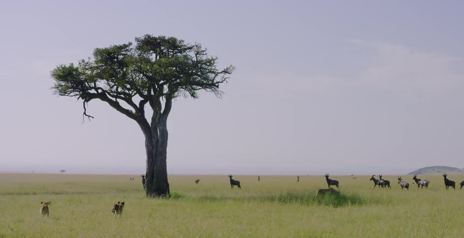 Lions approach a herd of topi on the savanna