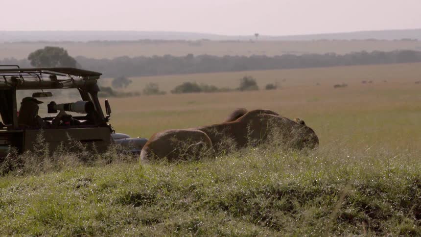 The truck passes lions laying on a hill