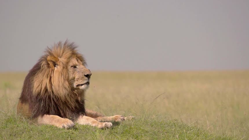 A lion lies in a grassy field
