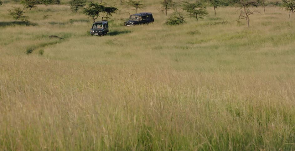 Two jeeps drive in the savanna