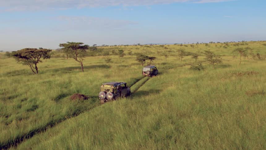 Vehicles drive across grasslands on a safari