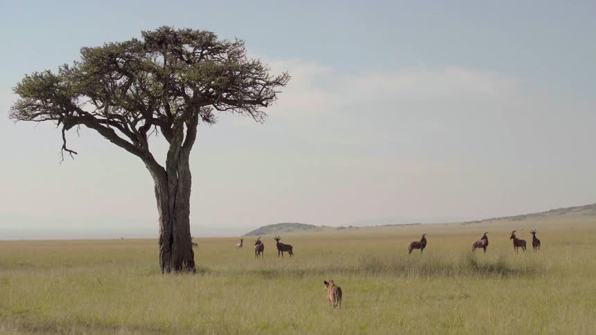 Lion watches topi on savanna