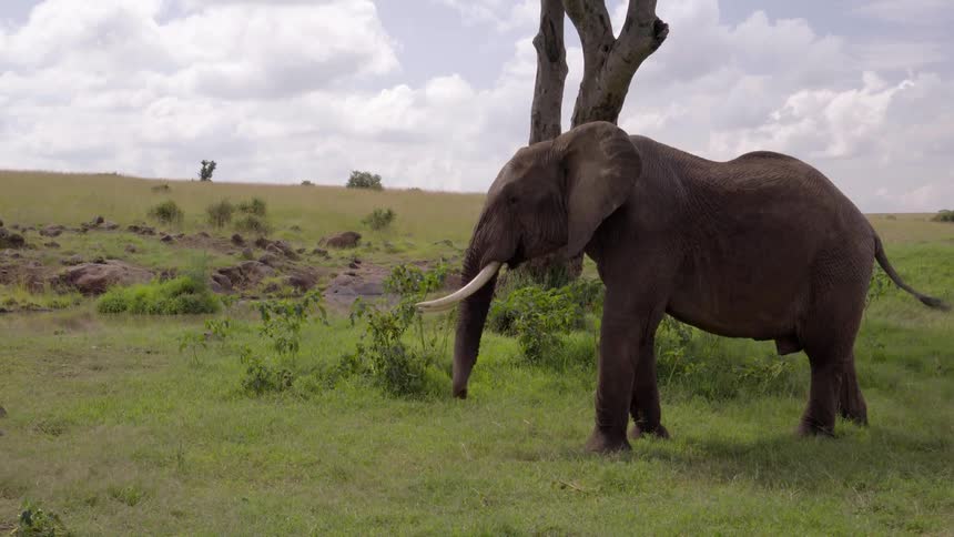 A male elephant is shaking its head and walking past a tree during the day