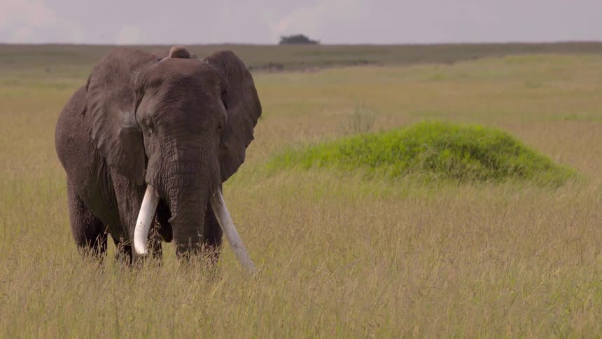 A male elephant flaps its ears as it stands in grass on the savanna during the day