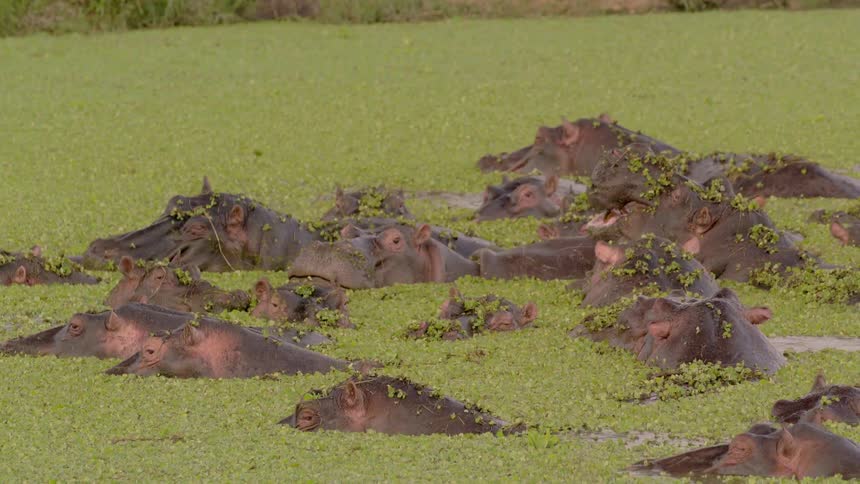 A group of hippos is gathered together wading in a river during the day