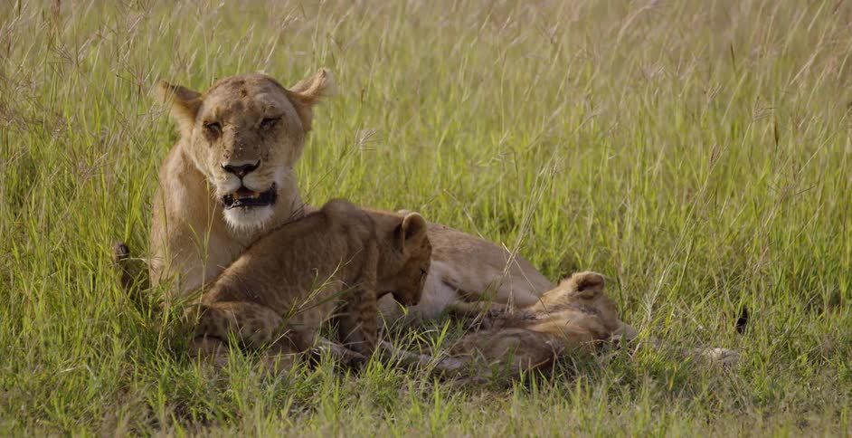 A lion lays with two cubs in a field