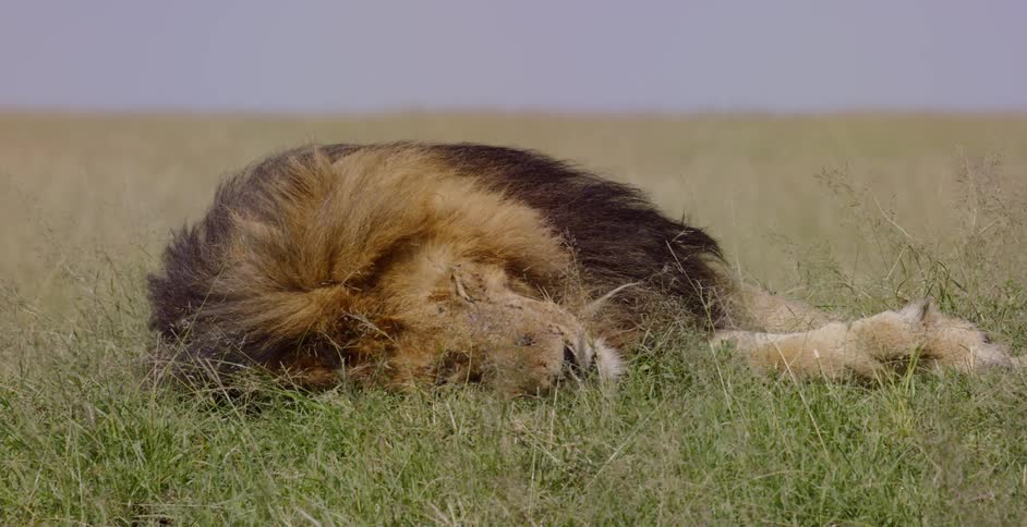 A lion naps in a grassy field