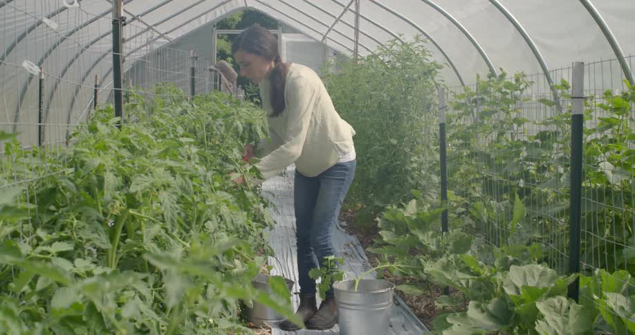Woman picks up two buckets and sets them down in a greenhouse