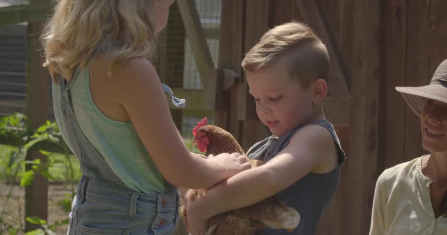 Two children are petting a hen on the farm