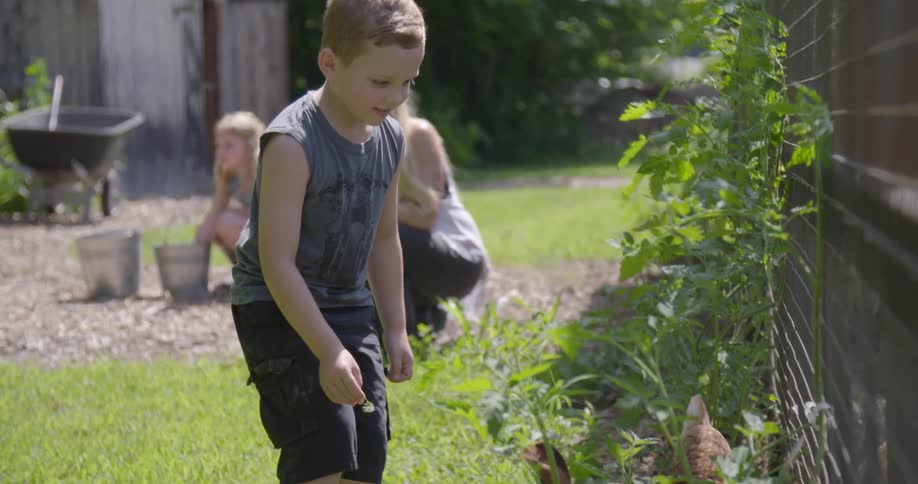A boy is catching a chicken in a yard while his mother and sister look on