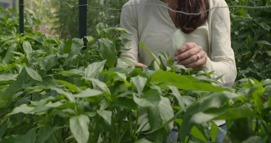 A woman is tending plants in a greenhouse during the day