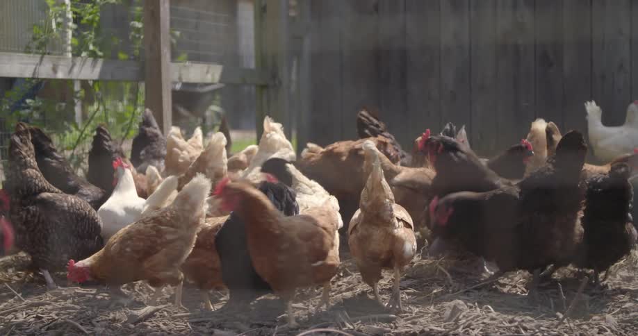 A large group of chickens are eating food that's being thrown in their cage