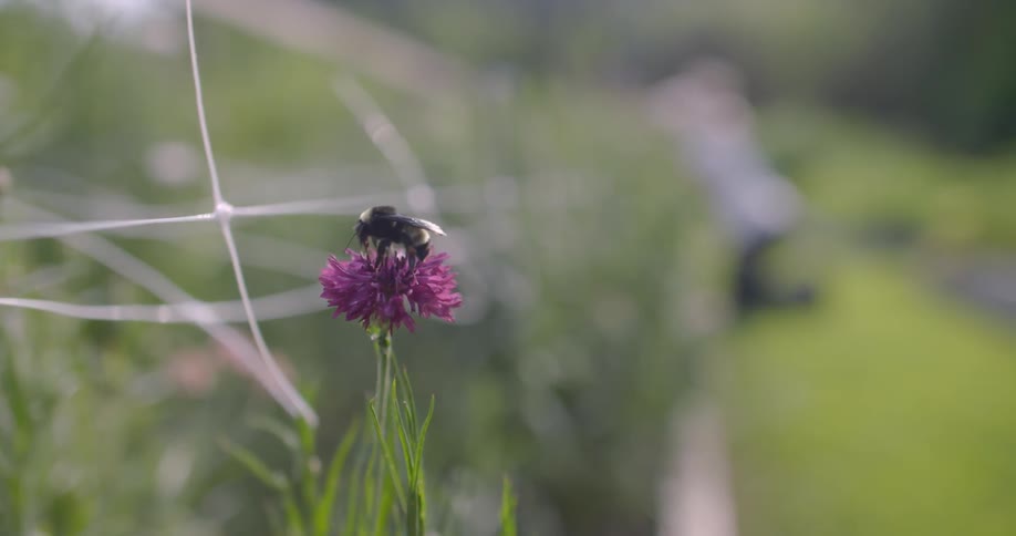 A bee is taking off from a flower