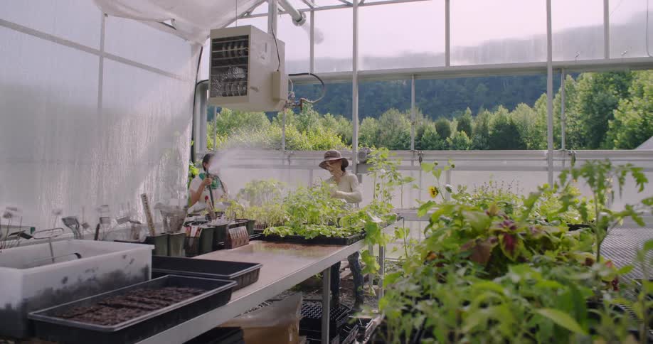 Women water plants in a greenhouse