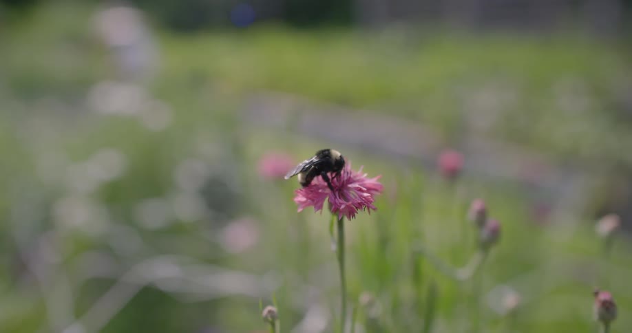 A bee is gathering pollen from a flower in a garden during the day