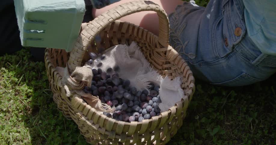 Two kids are collecting grapes into a large wicker basket
