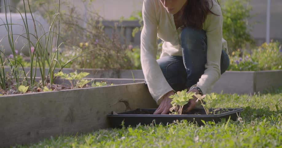 A woman is planting with soil in a garden