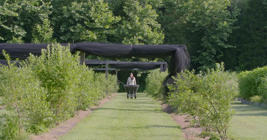 A woman pushes a wheelbarrow on a farm