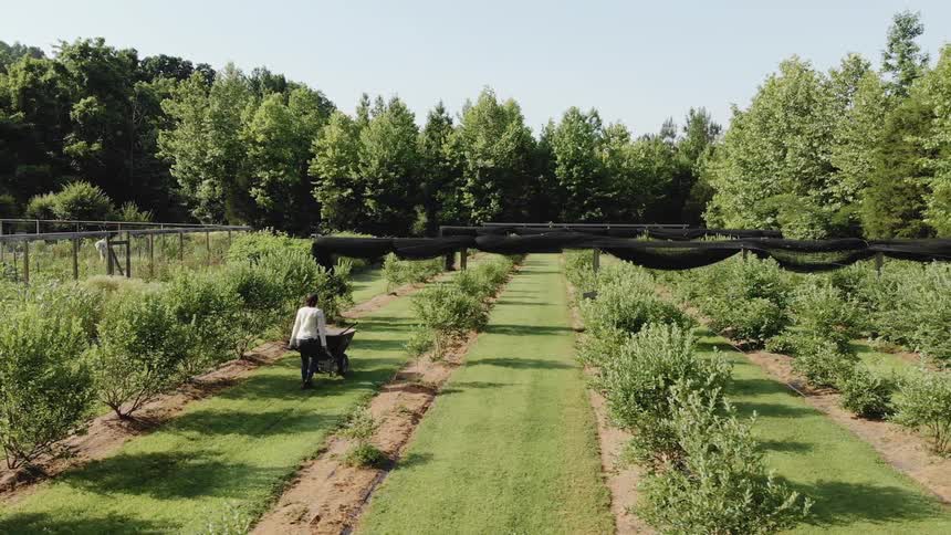 Woman pushes a wheelbarrow on a farm