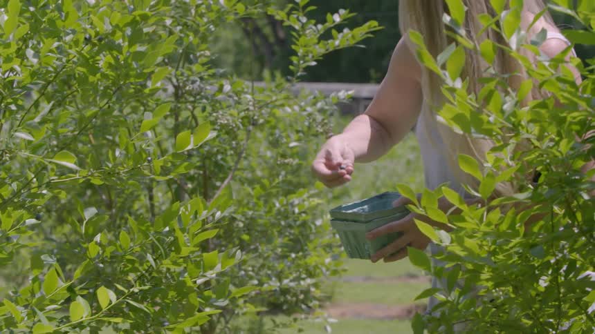 Woman picks berries on a sunny day