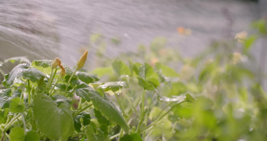 Water spraying on plants
