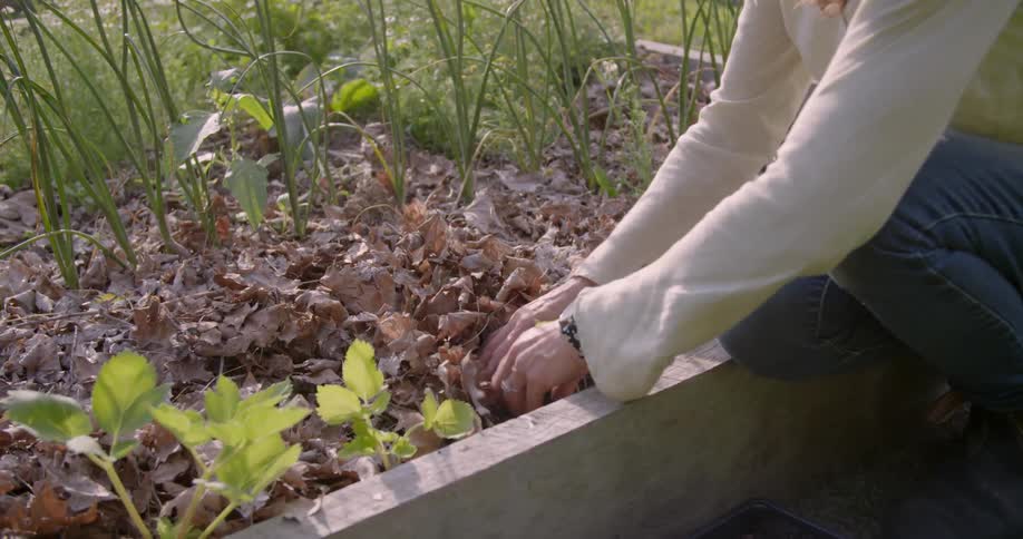 A woman plants a seedling in a garden bed