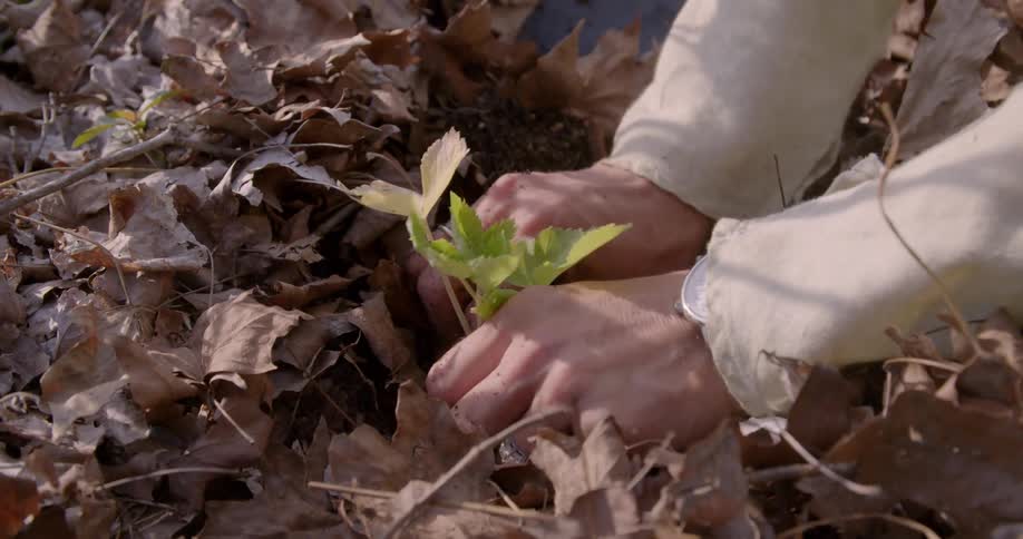 Small shovel digs under leaves and person puts a plant into the ground