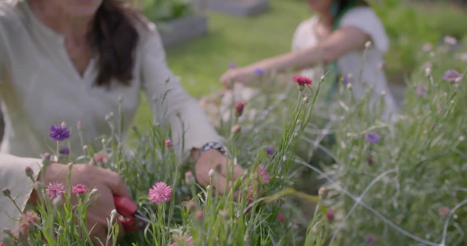 Women pick flowers in a garden