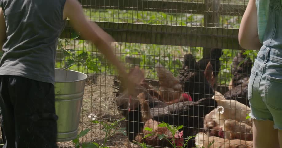 People are feeding the chickens and hens behind the fence
