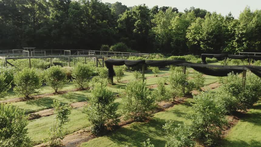A garden is viewed from above
