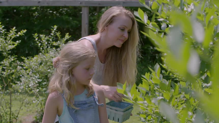 A woman and a child are picking grapes from a bush and the little girl is eating them