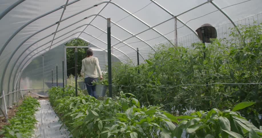 Woman works in a greenhouse