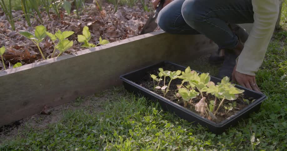 Woman digs and plants in a garden bed