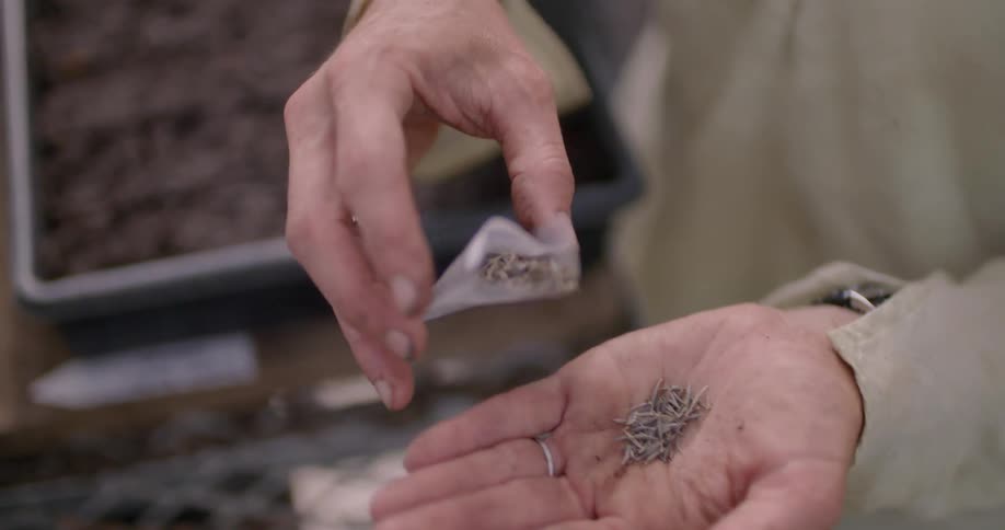 A woman is sprinkling some seeds into her hand