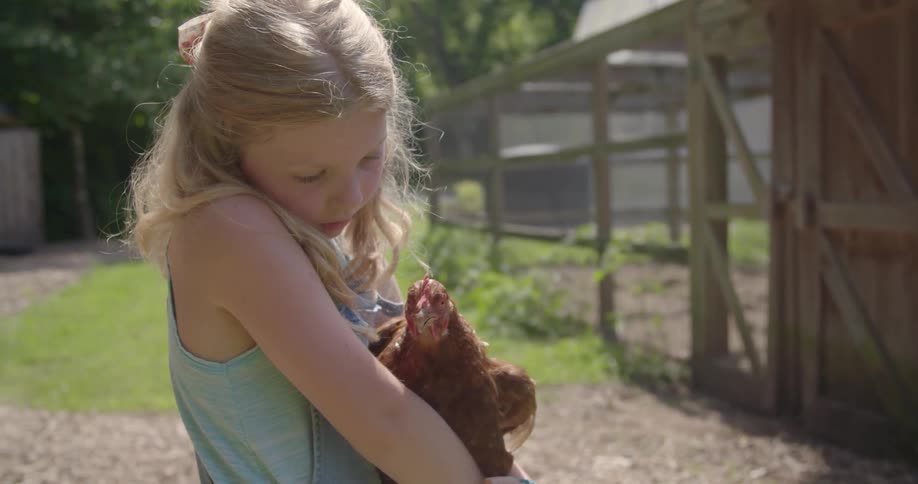 A girl is holding a chicken in a farmyard on a sunny day
