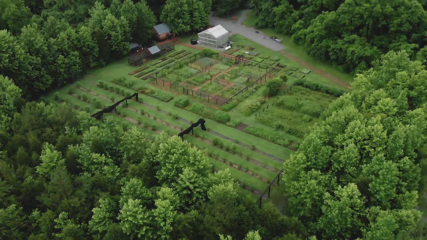Plants and trees grow in a rural garden during the day