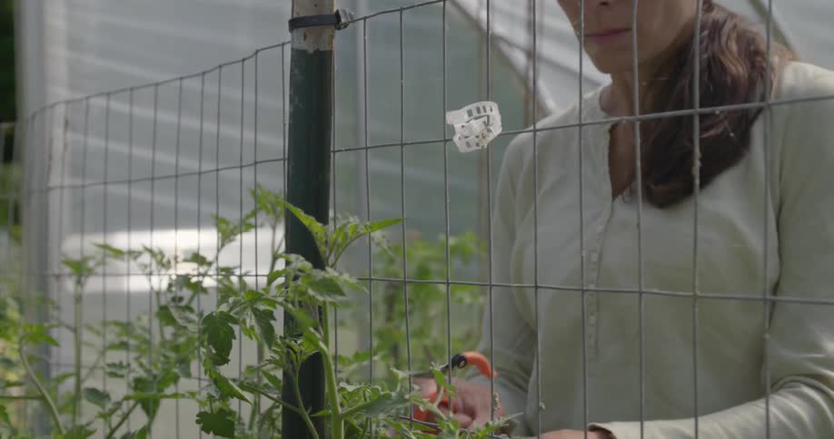 A woman is pruning a small plant in a greenhouse