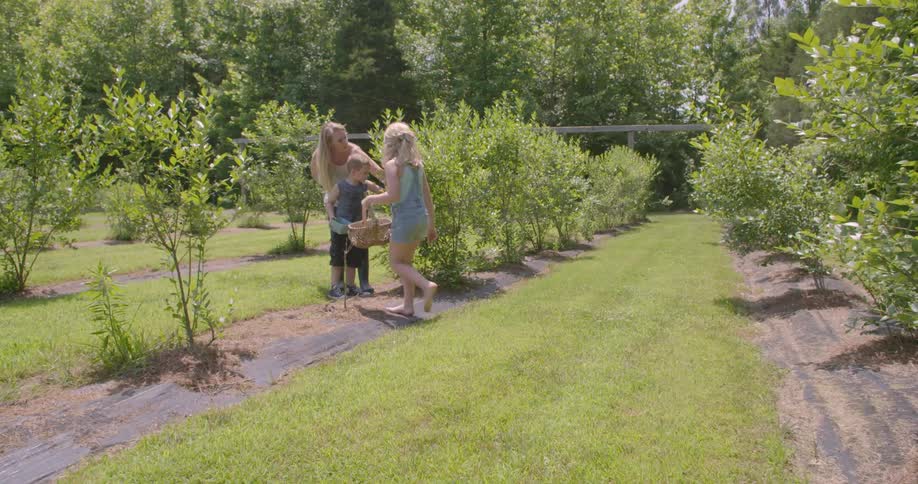 A family picks berries on a sunny day