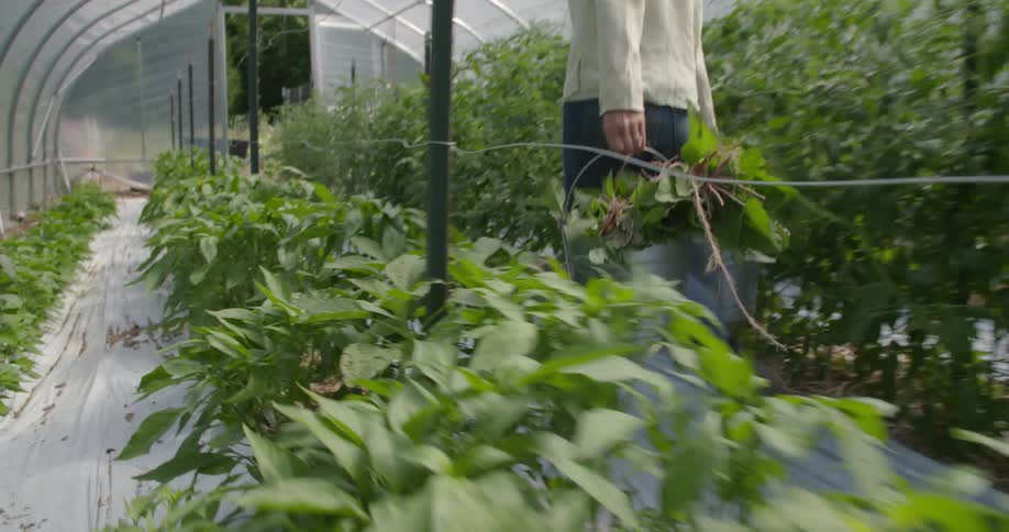 Woman walking through a greenhouse with buckets filled with plants