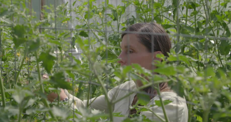 A woman is gathering small plants in a greenhouse