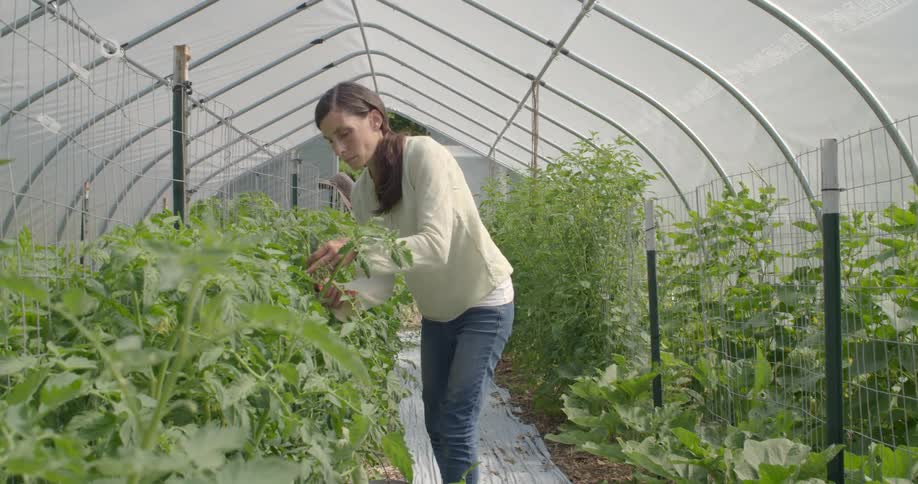 Woman works in a greenhouse