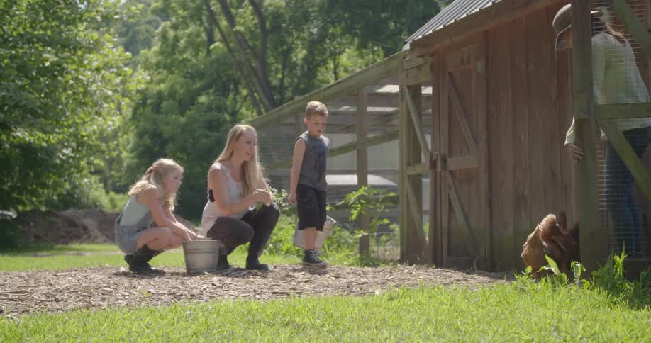 A family feed the hens on a farm on a sunny day