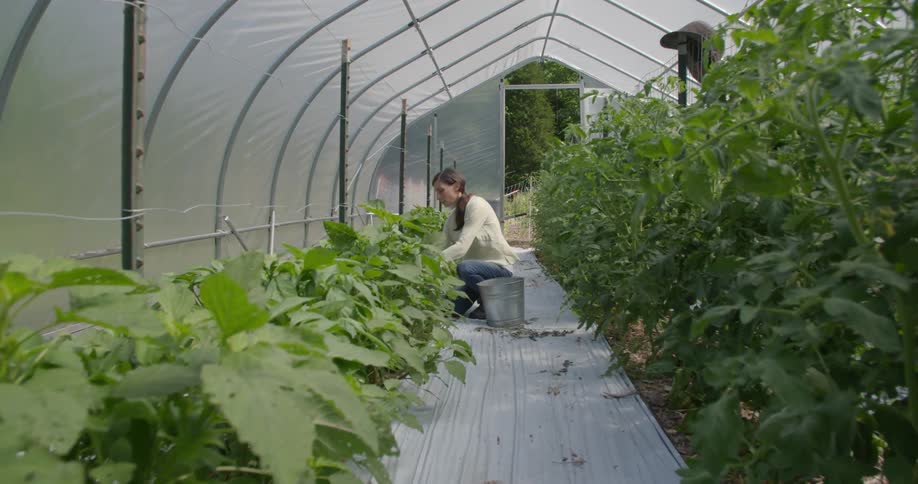 A woman is working in a greenhouse