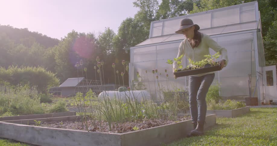 Woman carries tray of plants in a garden