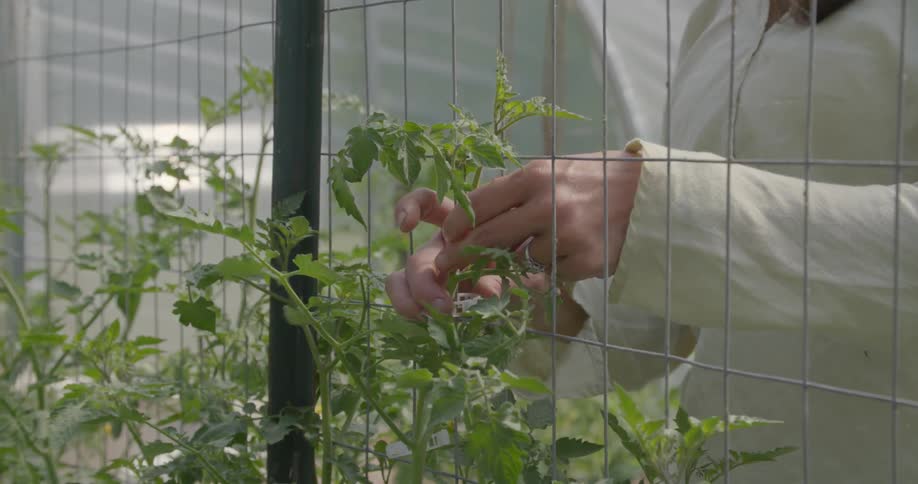 A woman is clamping her plants to the fence in her greenhouse