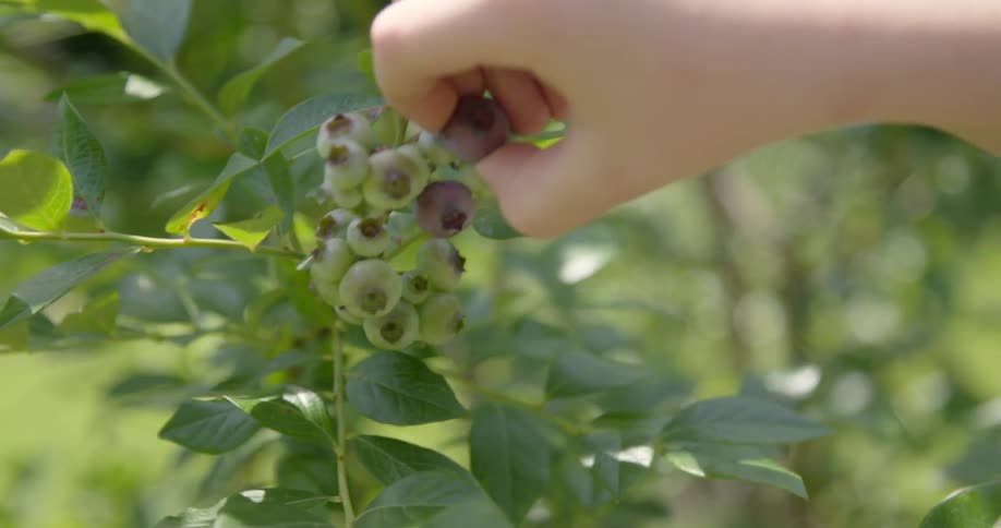 Person picks green berries off of a tree