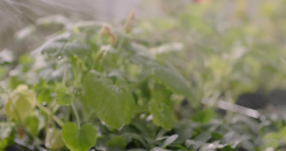 A hose is spraying the plants in the garden