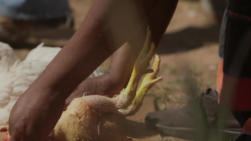 A person plucking a chicken