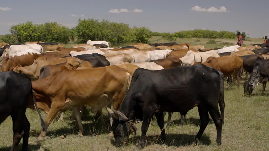 A large group of cows walk down the grass field grazing